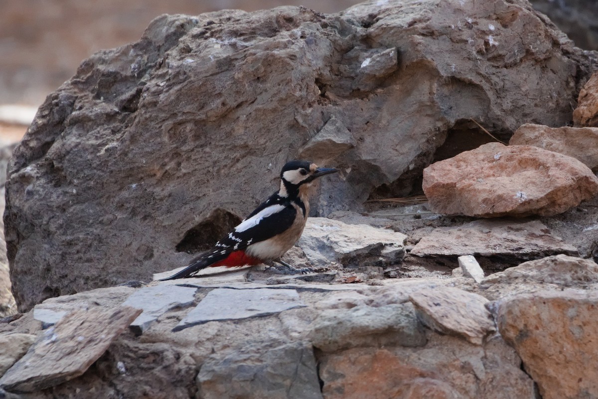 Great Spotted Woodpecker (Canarian) - ML619685957