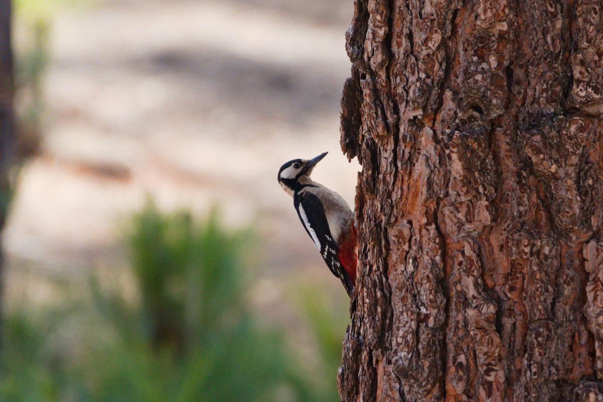 Great Spotted Woodpecker (Canarian) - ML619685972