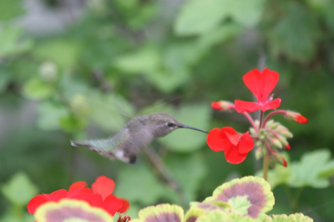Anna's Hummingbird - ML619686009
