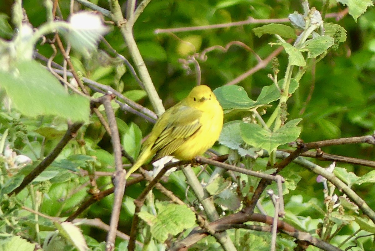 Yellow Warbler - ML619686011