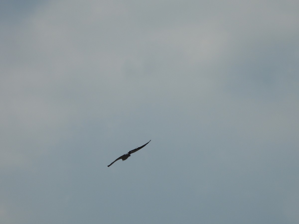 Swallow-tailed Kite - ML619686077