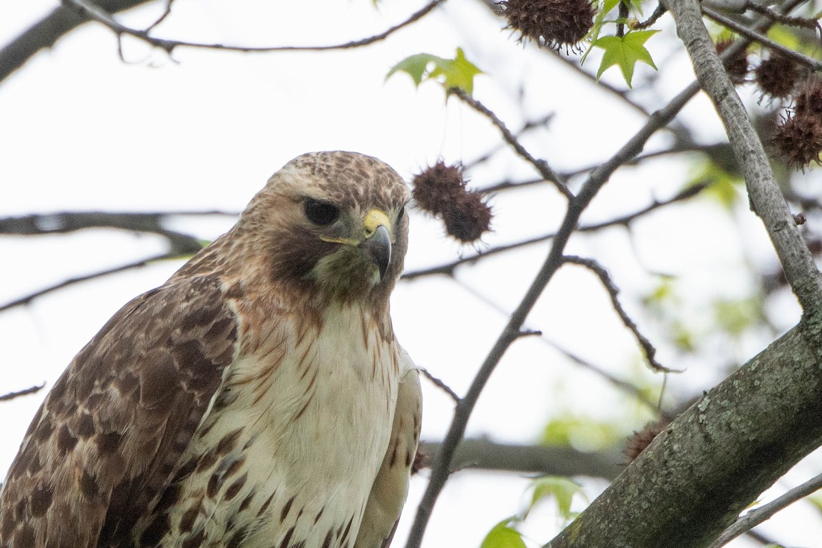 Red-tailed Hawk - ML619686089