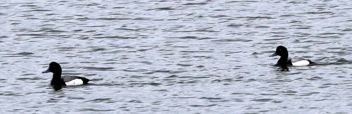Greater Scaup - ML619686095
