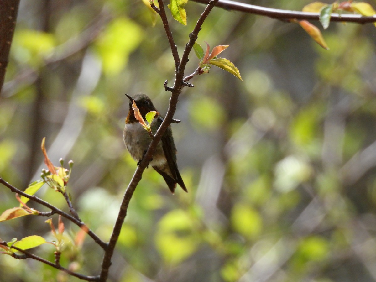 Ruby-throated Hummingbird - ML619686116