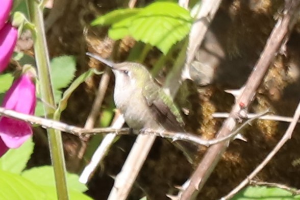 Anna's Hummingbird - ML619686176