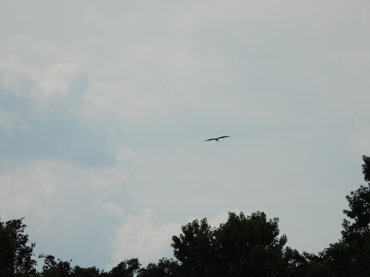 Swallow-tailed Kite - ML619686177