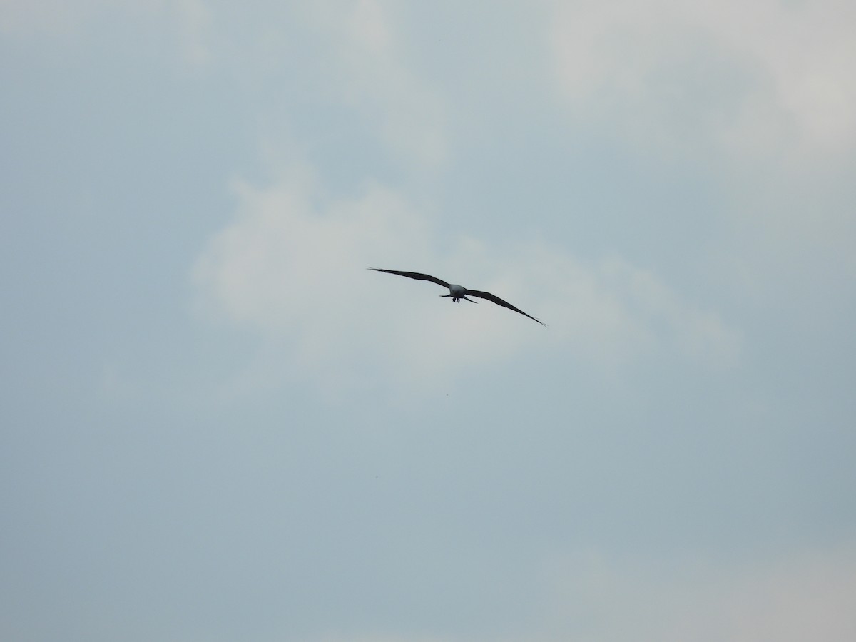 Swallow-tailed Kite - ML619686179