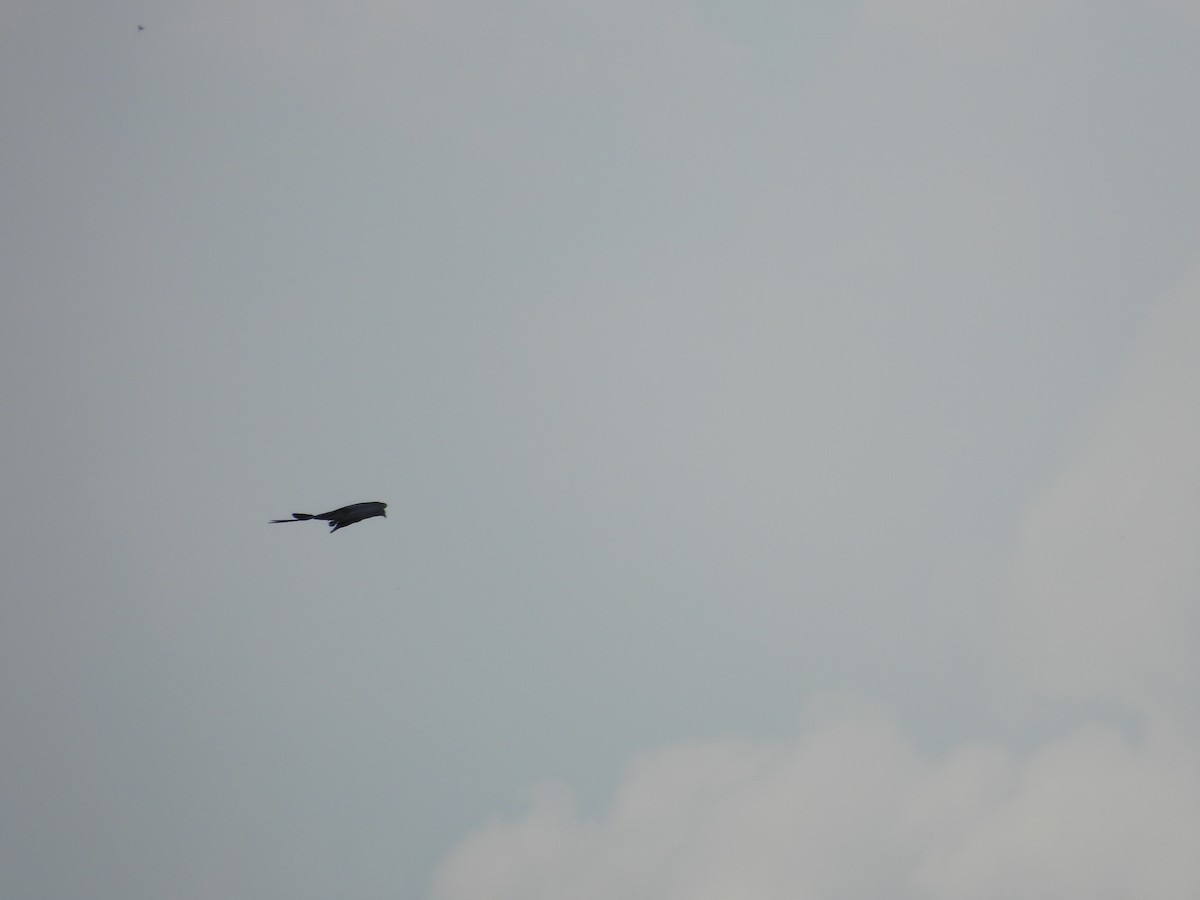 Swallow-tailed Kite - ML619686180