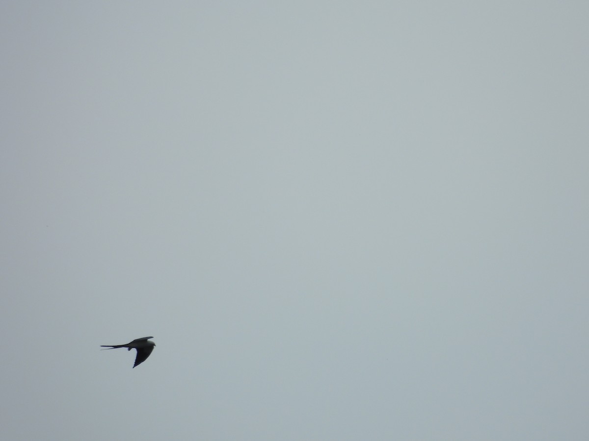 Swallow-tailed Kite - ML619686181