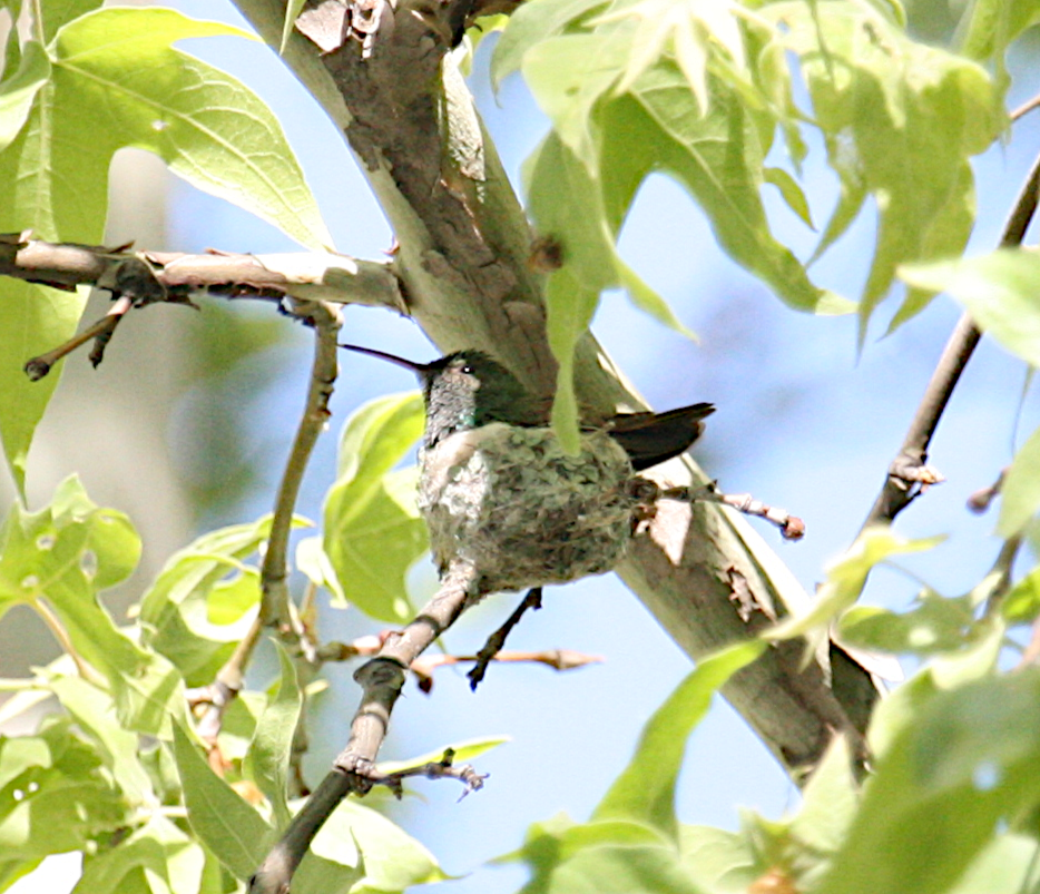 Berylline Hummingbird - ML619686184