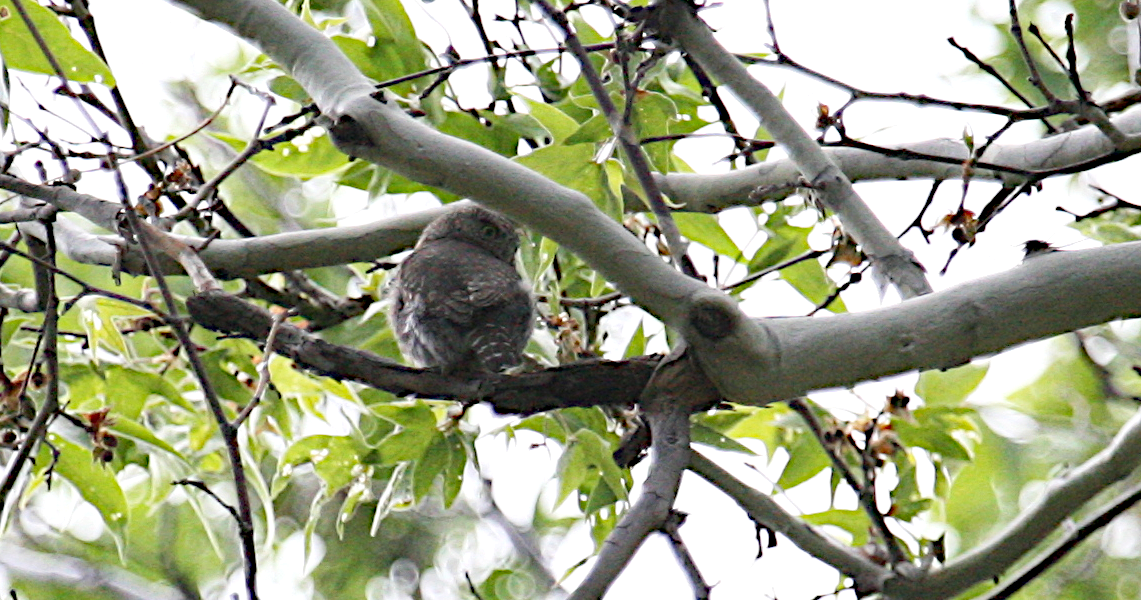 Northern Pygmy-Owl - ML619686199