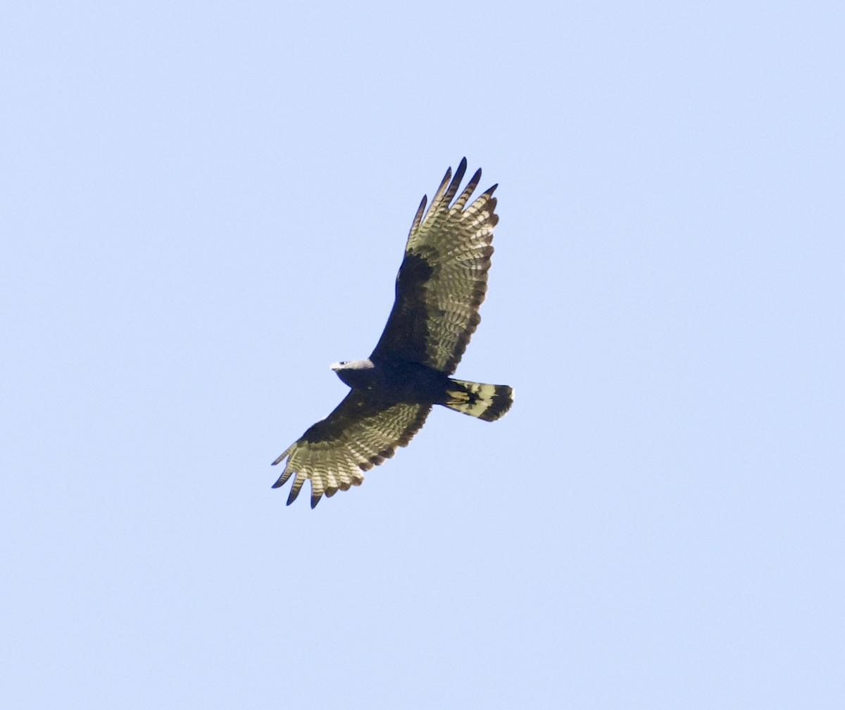 Zone-tailed Hawk - ML619686200