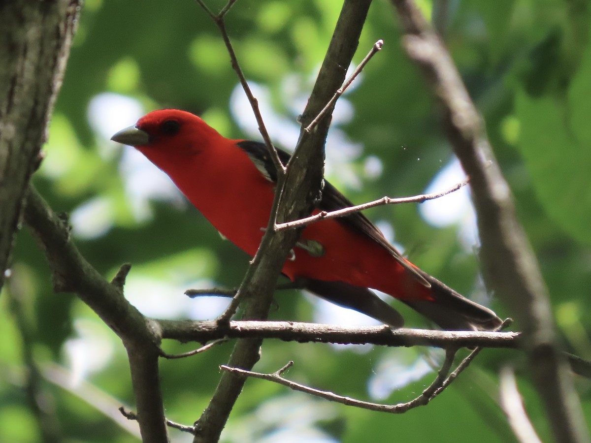 Scarlet Tanager - ML619686203