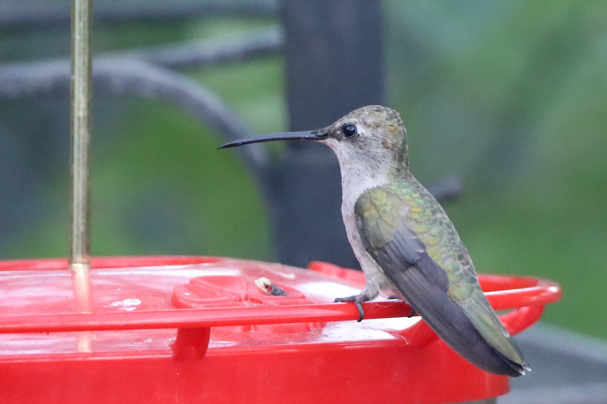 Black-chinned Hummingbird - ML619686210