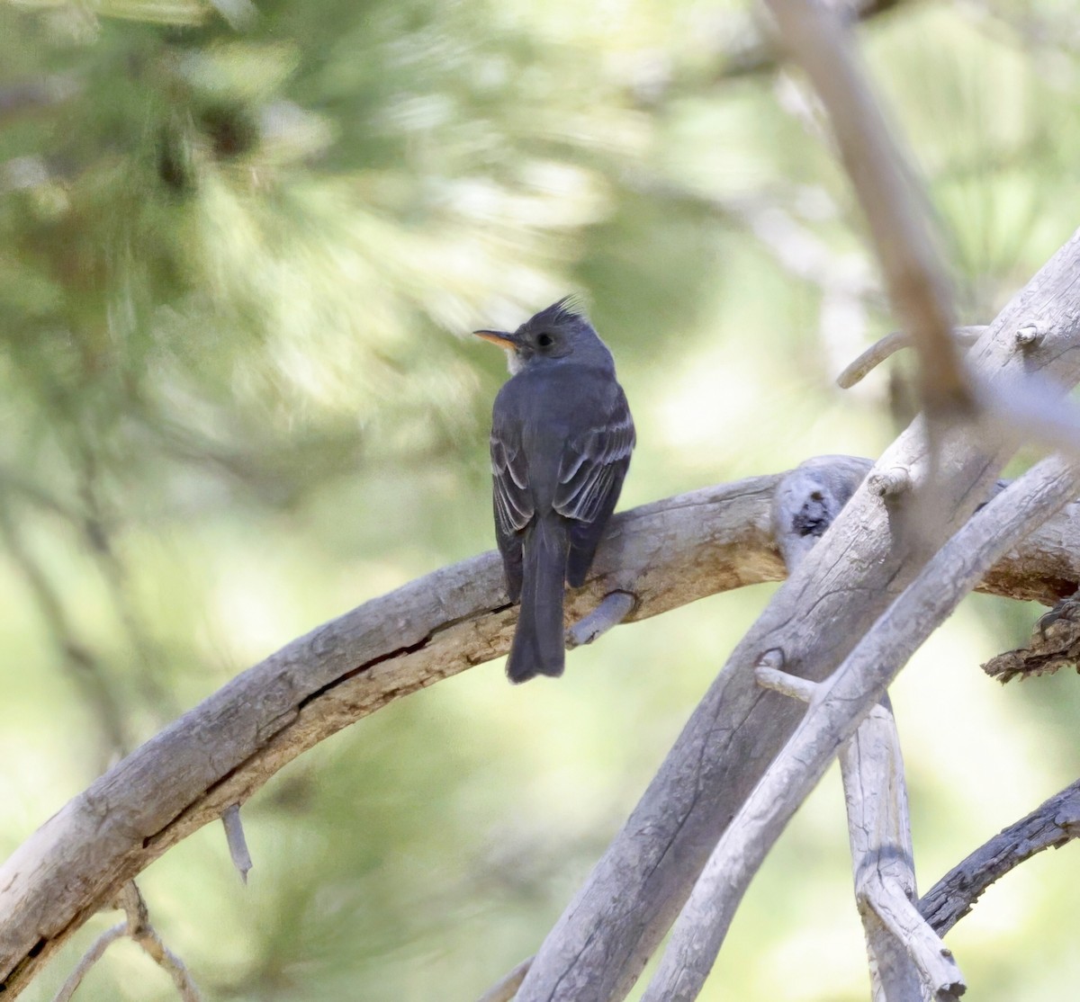 Greater Pewee - ML619686213
