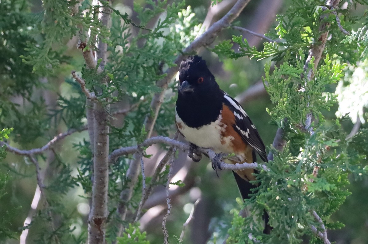 Spotted Towhee - ML619686226