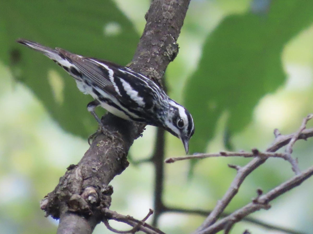 Black-and-white Warbler - ML619686232