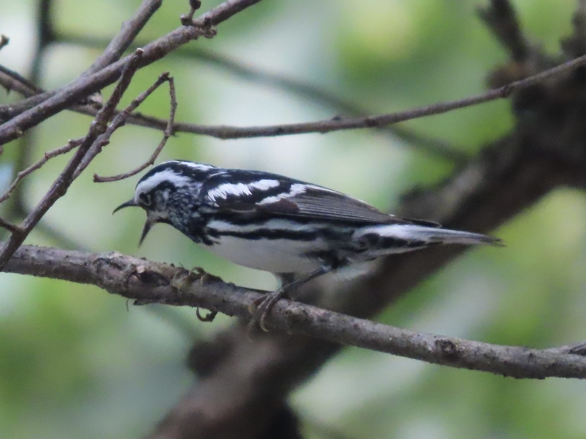 Black-and-white Warbler - ML619686235