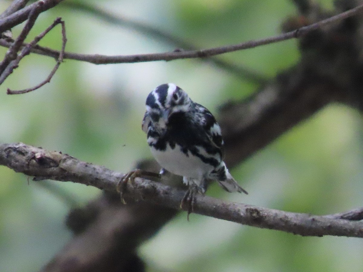 Black-and-white Warbler - ML619686236