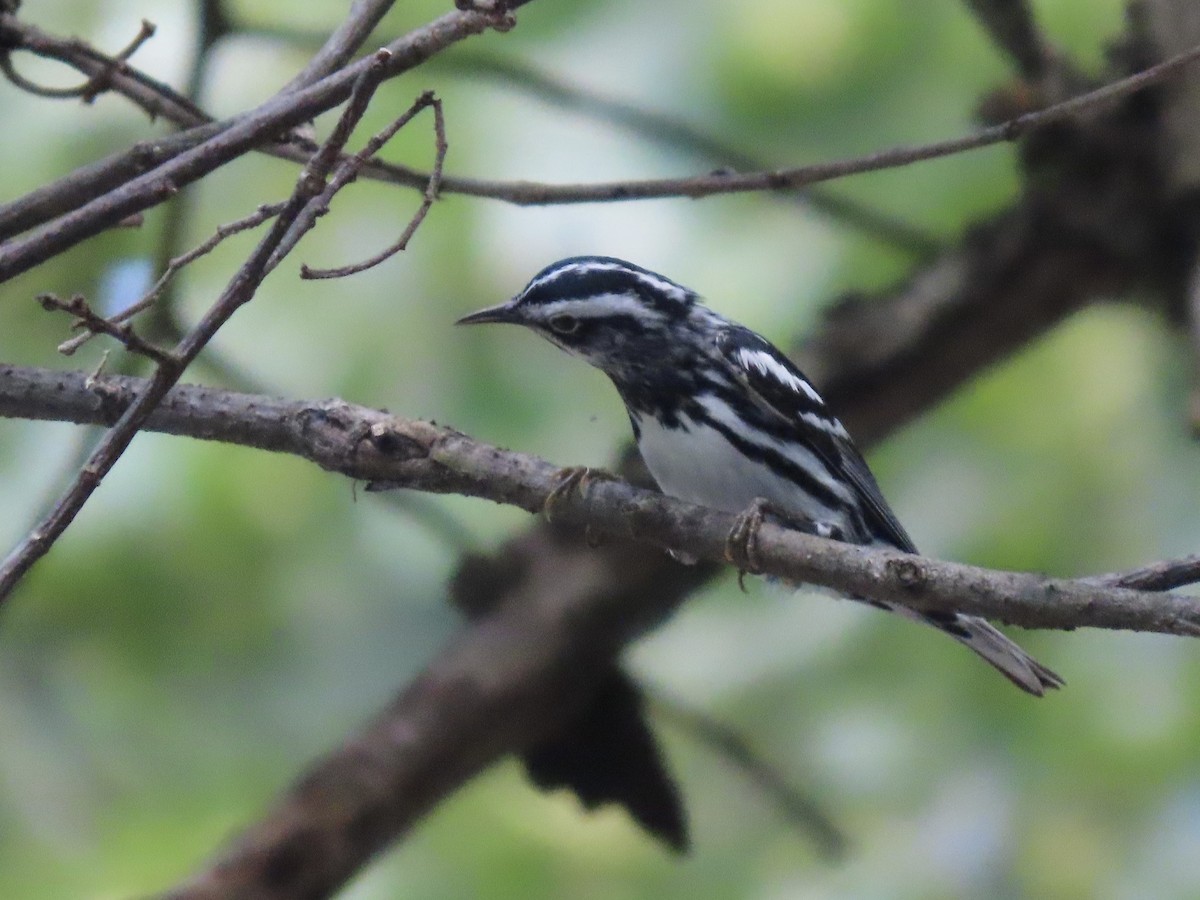 Black-and-white Warbler - ML619686237