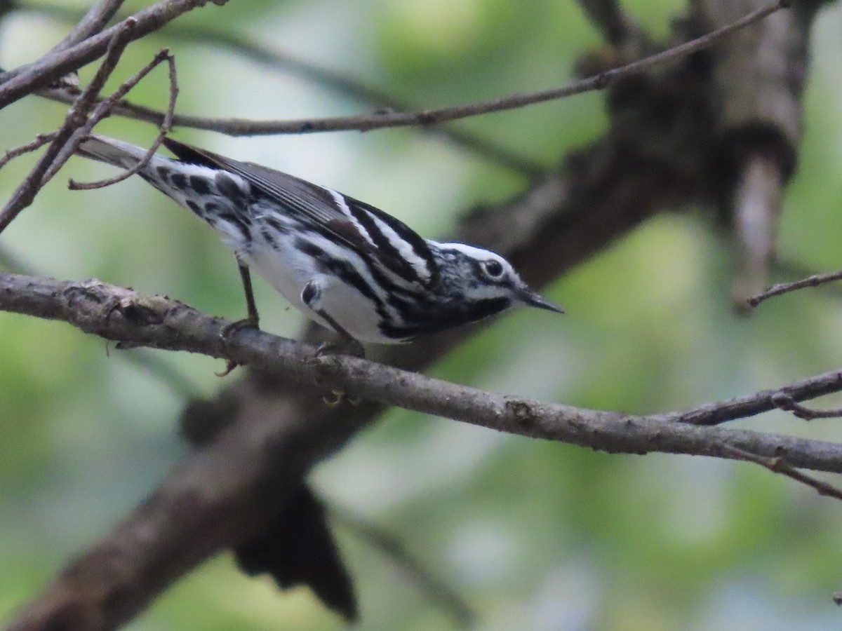 Black-and-white Warbler - ML619686238