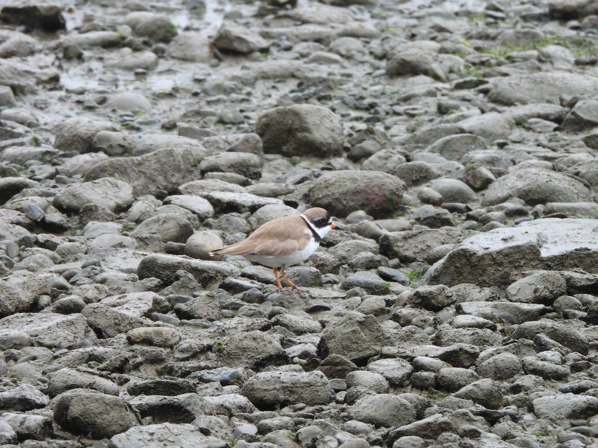 Semipalmated Plover - ML619686308