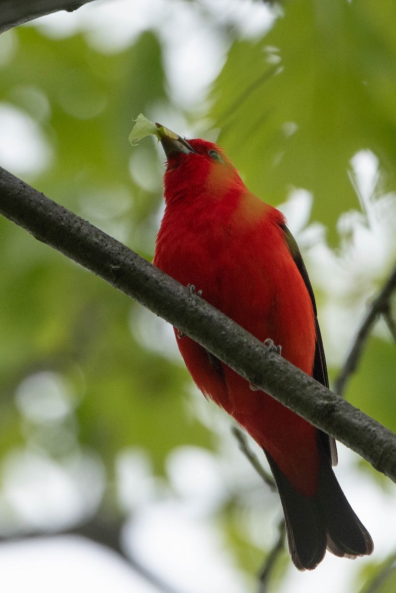 Scarlet Tanager - ML619686403