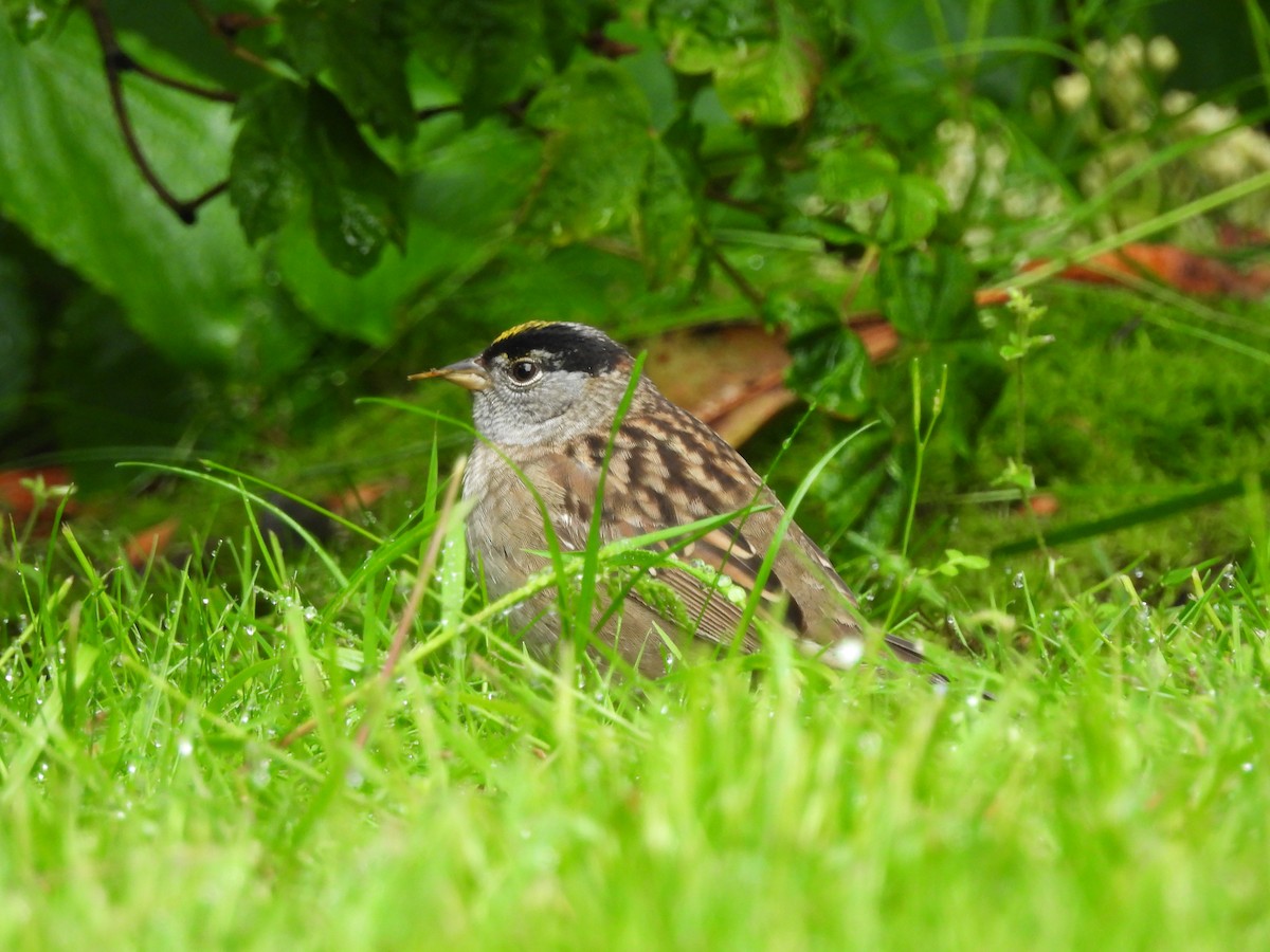 Golden-crowned Sparrow - ML619686409