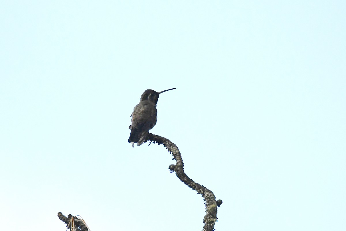 kolibřík blankytohrdlý - ML619686410