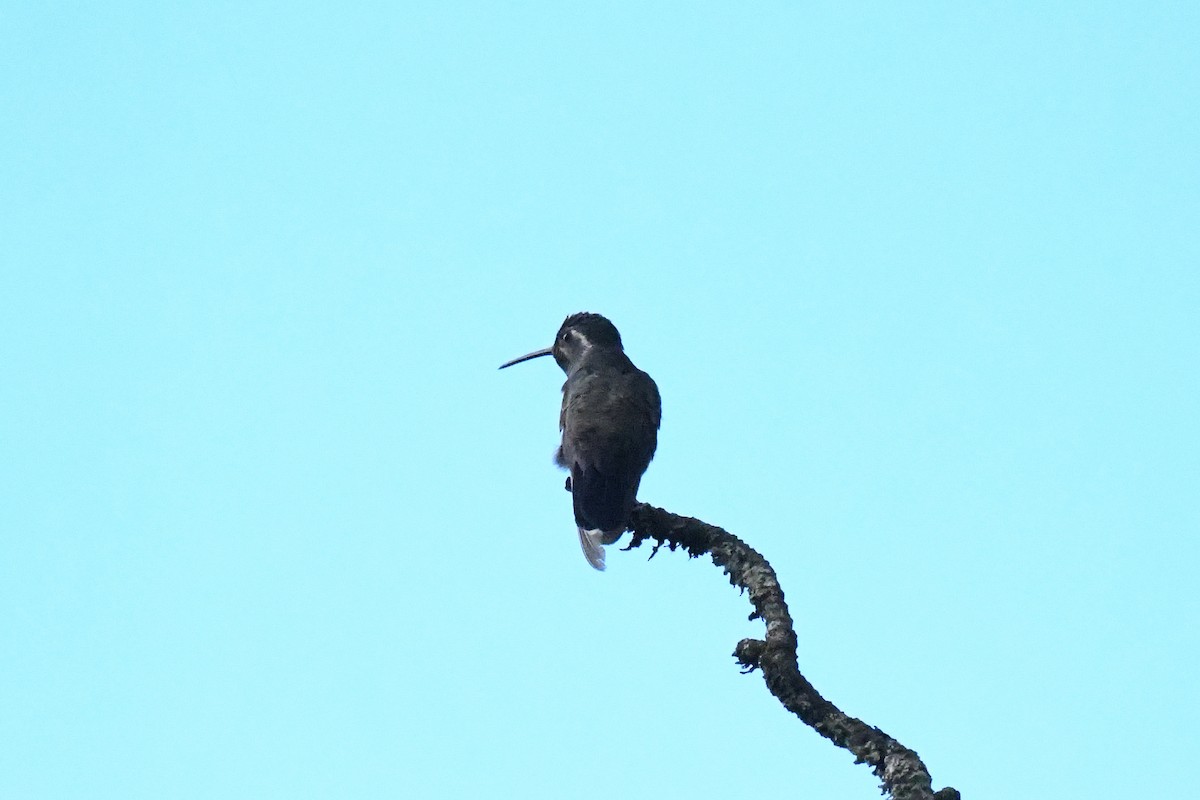 kolibřík blankytohrdlý - ML619686411