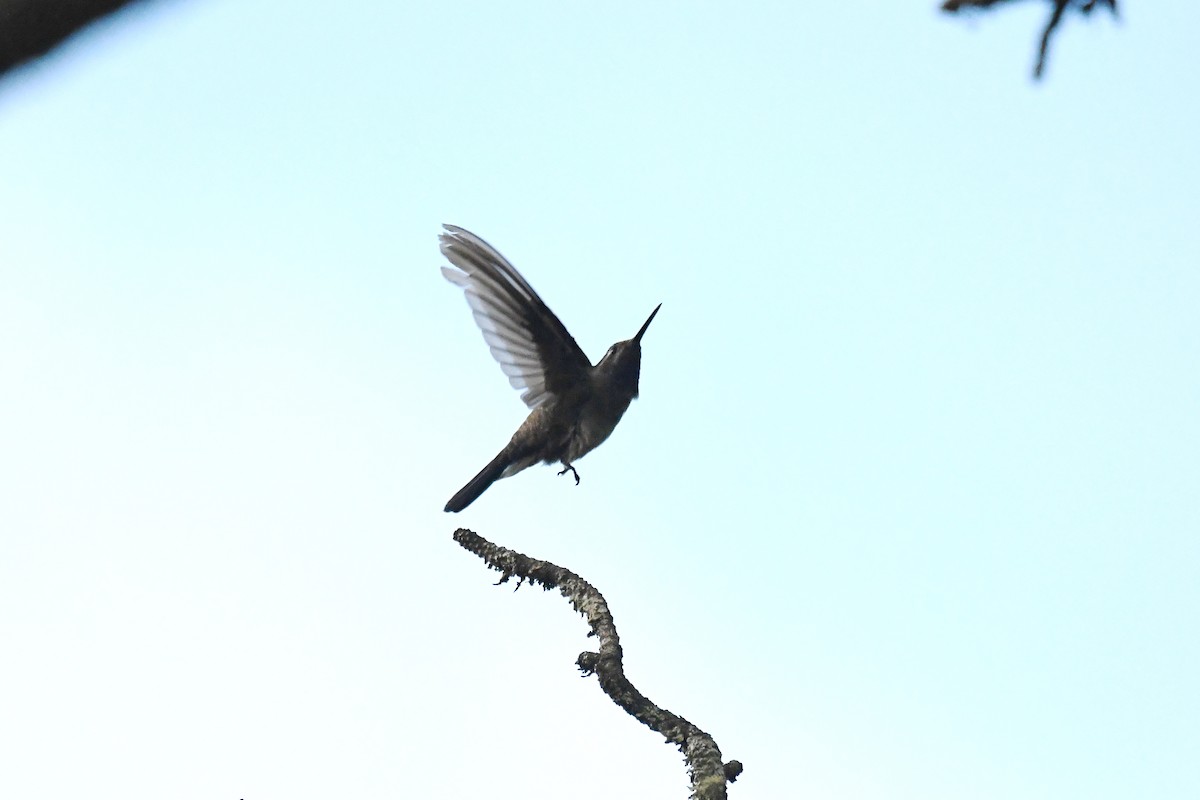kolibřík blankytohrdlý - ML619686412