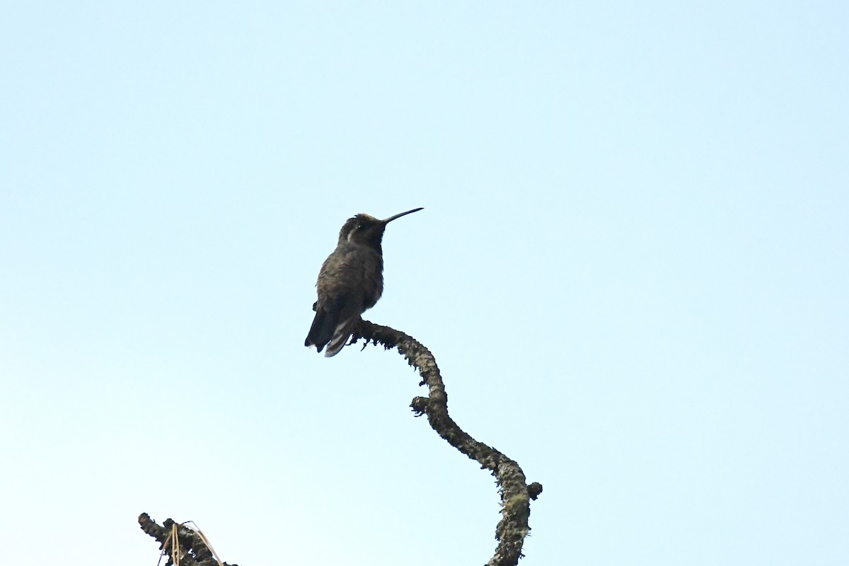 kolibřík blankytohrdlý - ML619686413