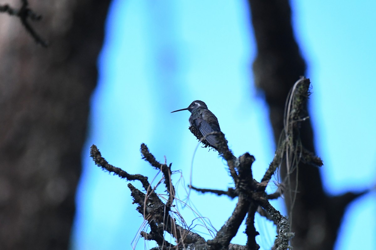 kolibřík blankytohrdlý - ML619686414