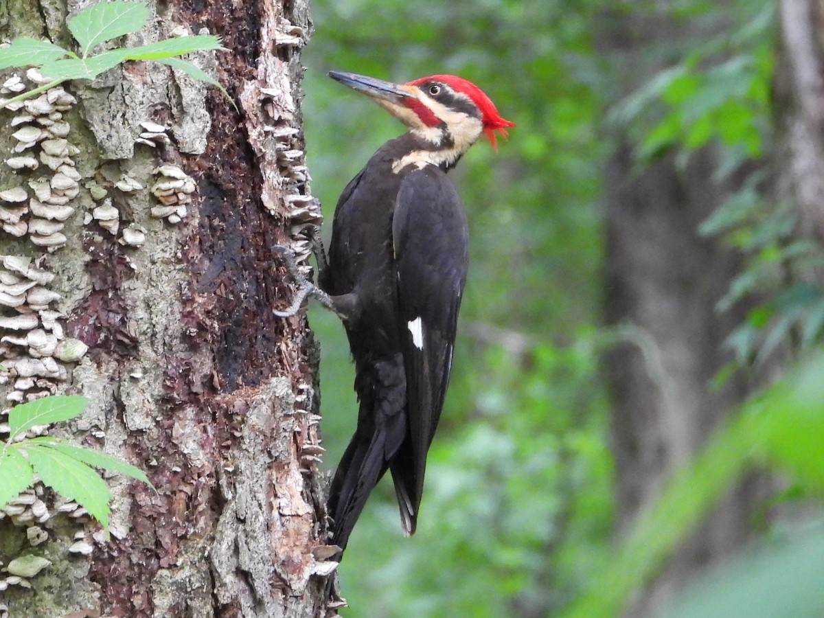 Pileated Woodpecker - ML619686426