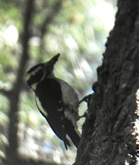 Hairy Woodpecker (Rocky Mts.) - ML619686428