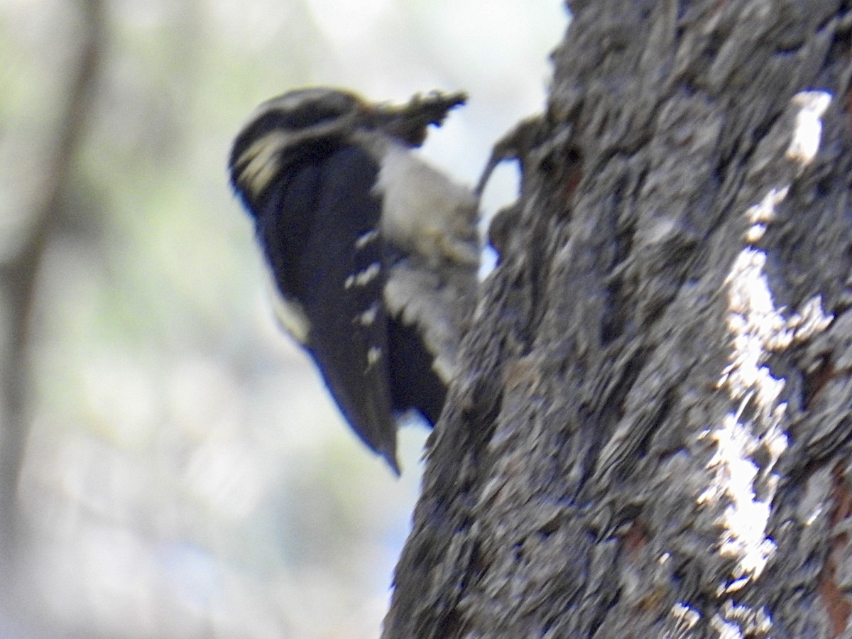 Hairy Woodpecker (Rocky Mts.) - ML619686429