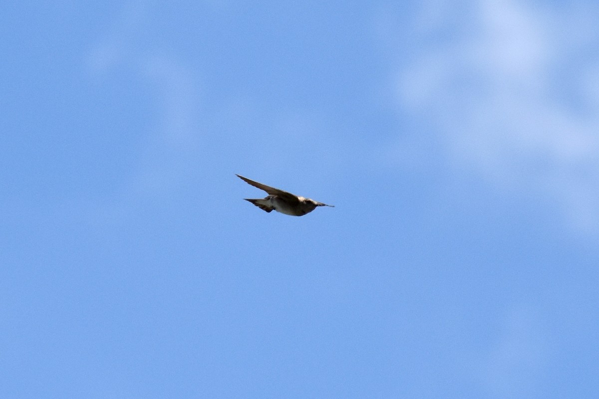Northern Rough-winged Swallow - ML619686431