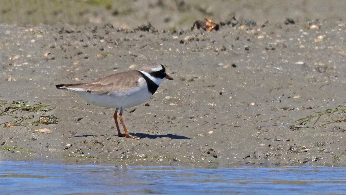 Common Ringed Plover - ML619686432