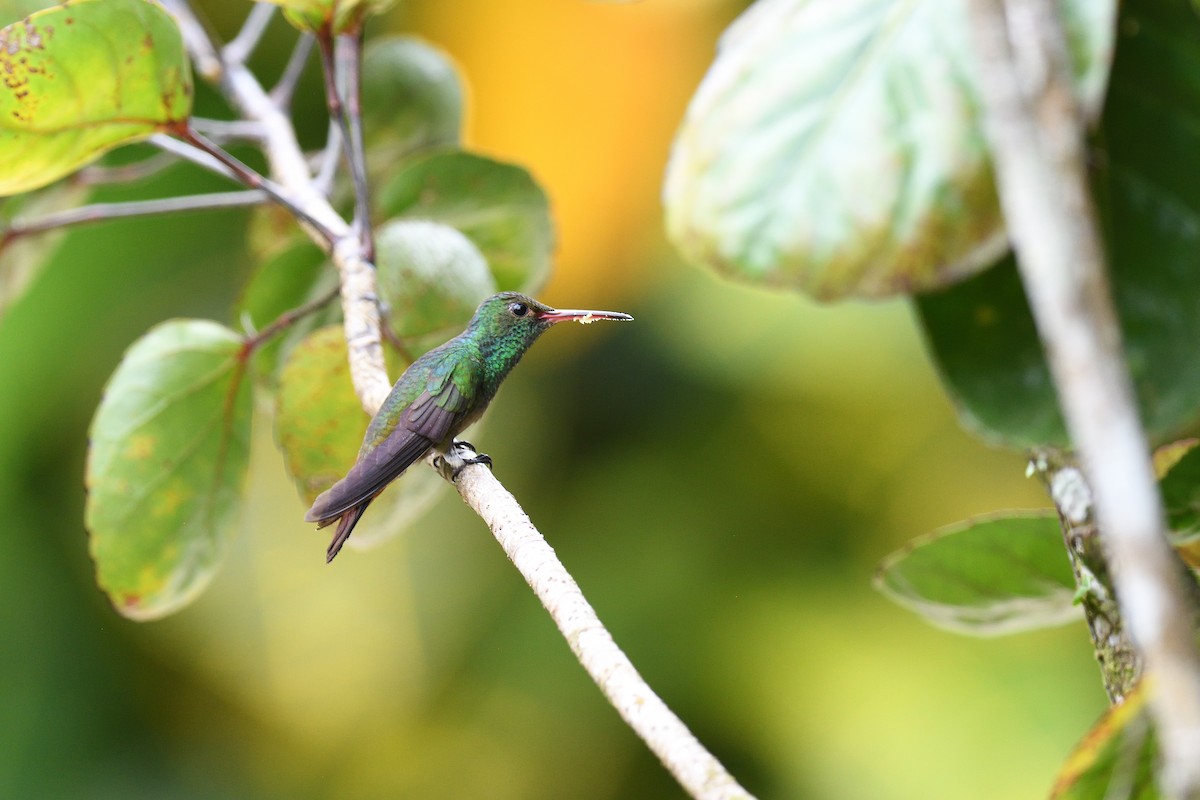 Rufous-tailed Hummingbird - ML619686439