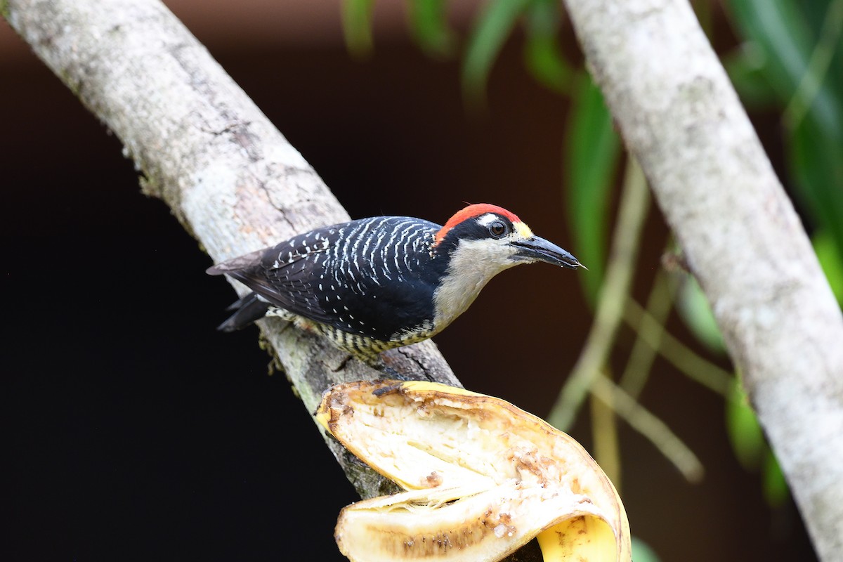 Black-cheeked Woodpecker - ML619686459