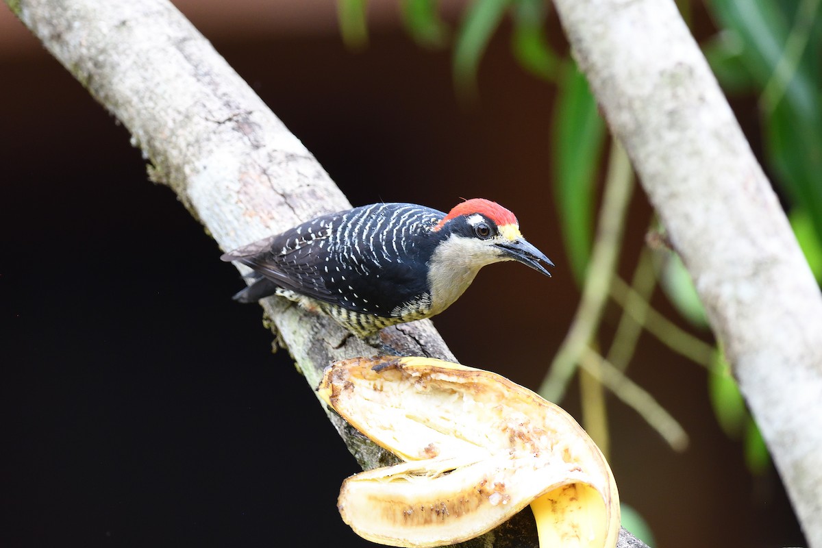 Black-cheeked Woodpecker - ML619686460