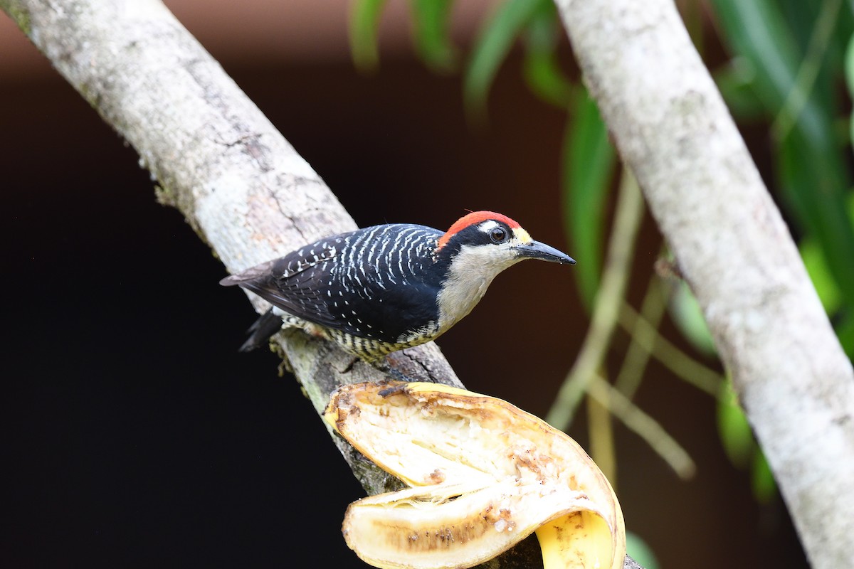 Black-cheeked Woodpecker - ML619686461