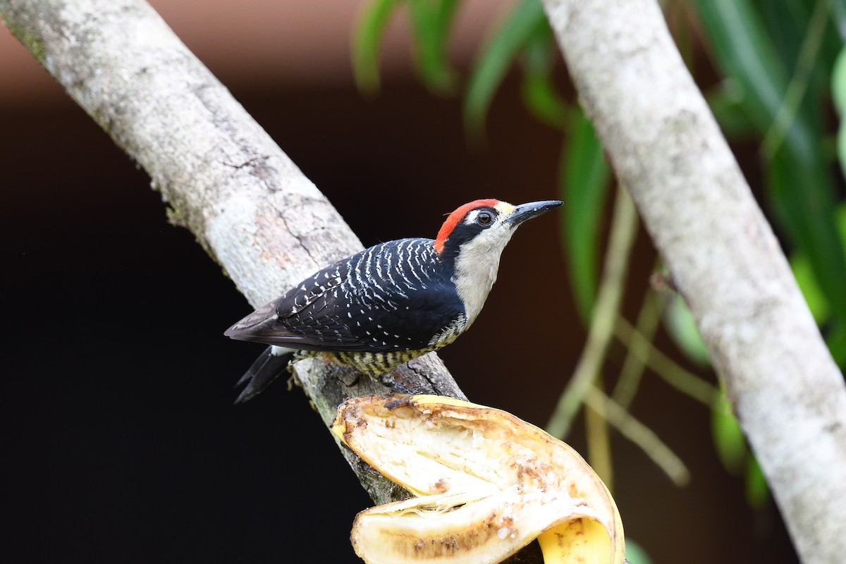 Black-cheeked Woodpecker - ML619686462