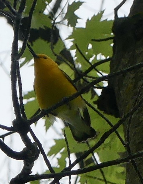 Prothonotary Warbler - ML619686595