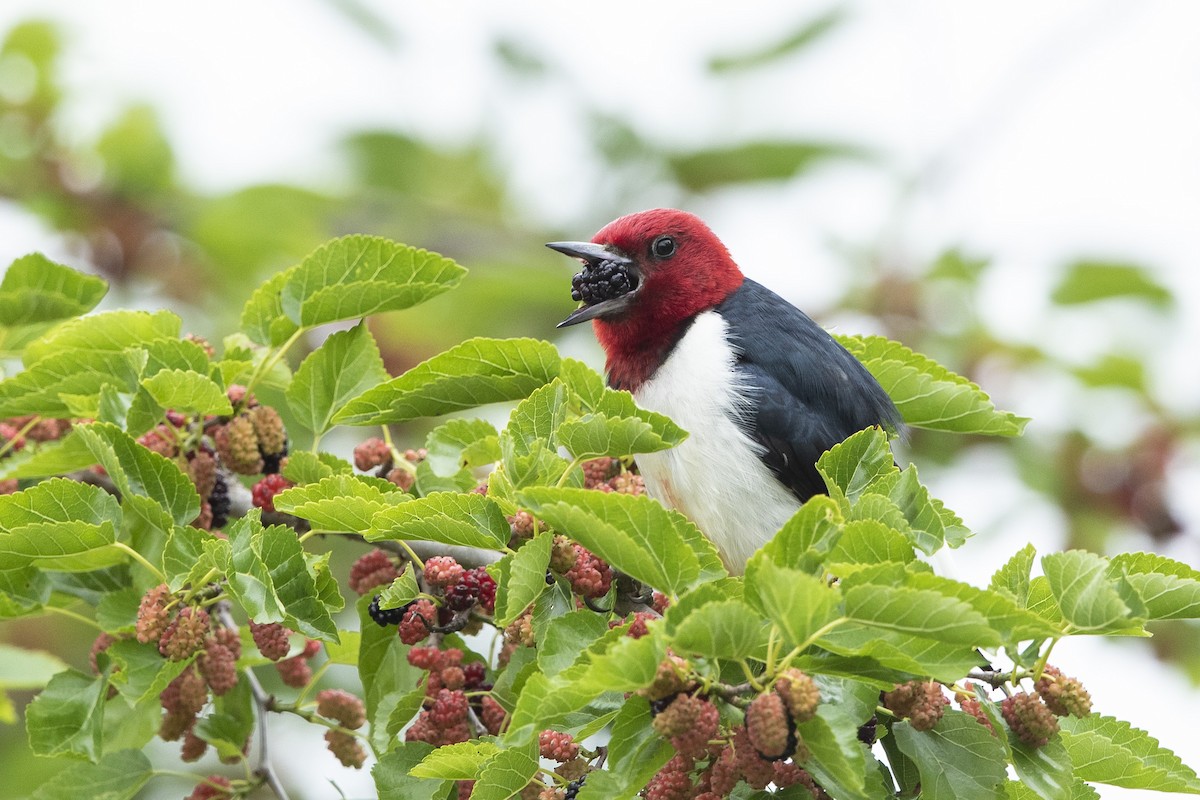 Red-headed Woodpecker - ML619686601