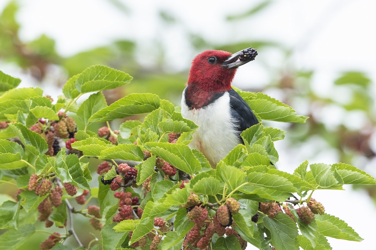 Red-headed Woodpecker - ML619686602