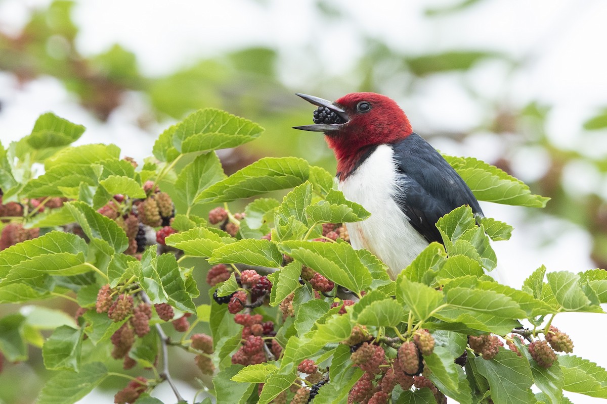 Red-headed Woodpecker - ML619686603