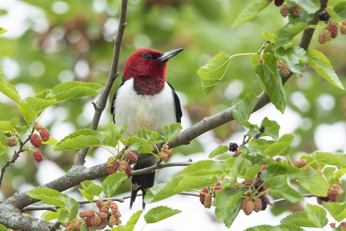 Red-headed Woodpecker - ML619686604