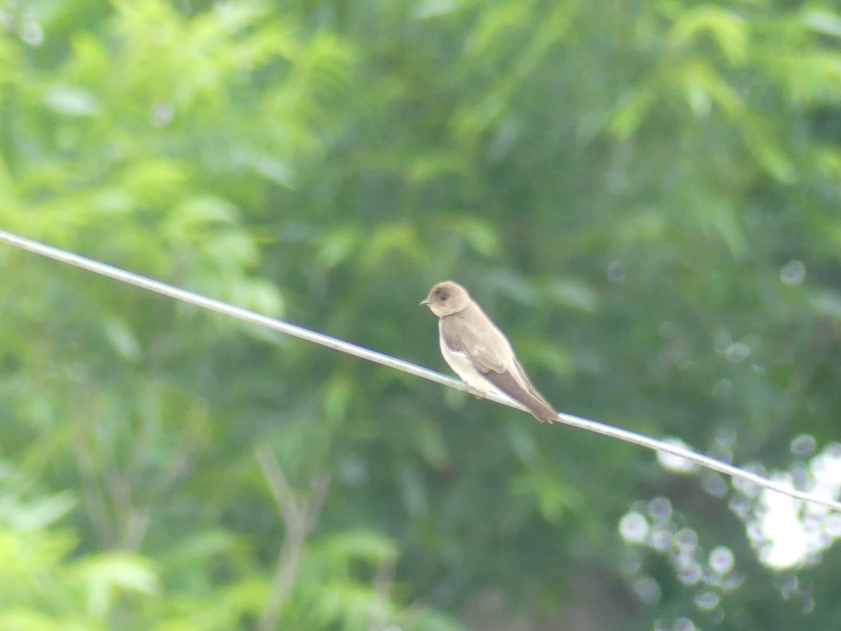 Northern Rough-winged Swallow - ML619686605