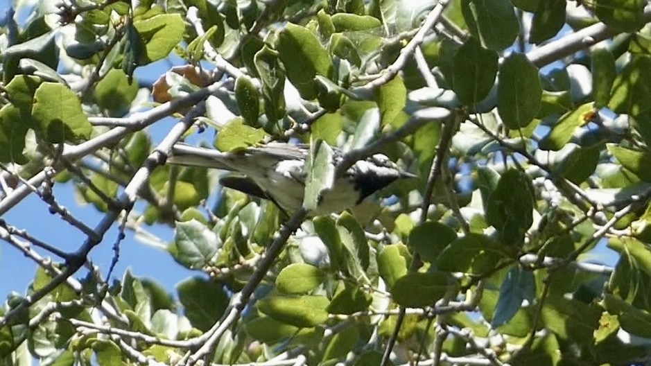 Black-throated Gray Warbler - ML619686626